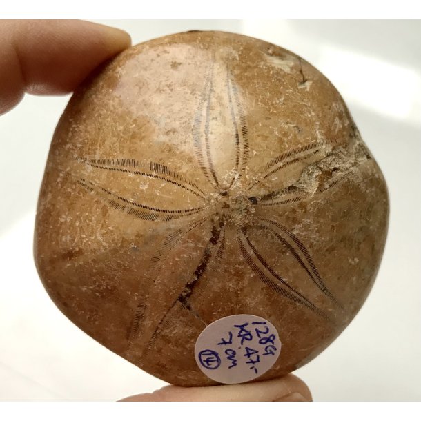 Sand dollar-14