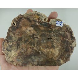 Forstenet tr skive-23