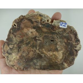 Forstenet tr skive-23