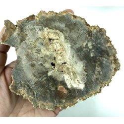 Forstenet tr skive-2