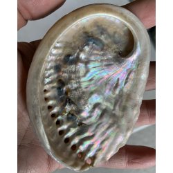 Natur r abelone skal. Ca.6x9cm. 