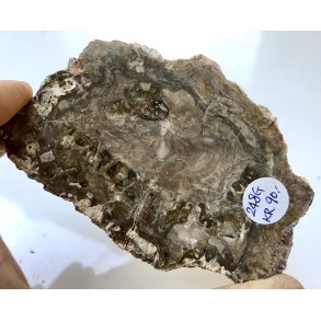 Forstenet tr skive-6