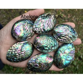 Sm abelone skal, 5-6cm. 