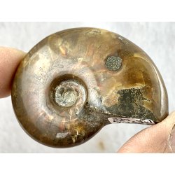 Ammonit opaliseret-15