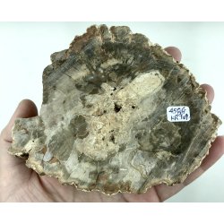 Forstenet tr skive-2