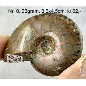 Ammonit opaliseret-10