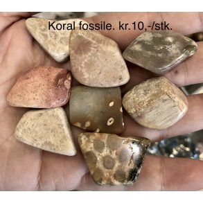 Koral fossile lommesten