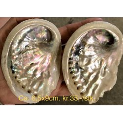 Natur r abelone skal. Ca.6x9cm. 
