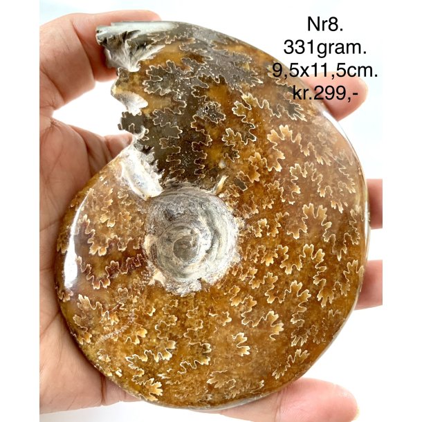 Ammonit-8