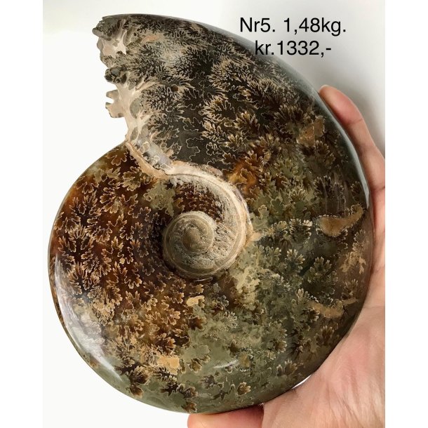 Ammonit-5
