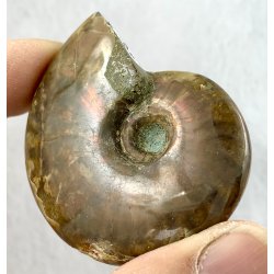 Ammonit opaliseret-19