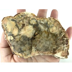 Forstenet tr skive-7