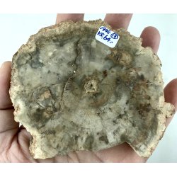 Forstenet tr skive-17