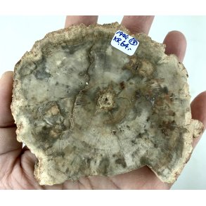 Forstenet tr skive-17