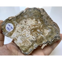 Forstenet tr skive-13