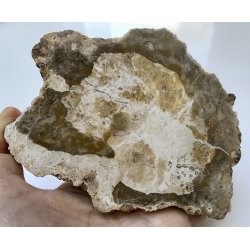 Forstenet tr skive-10