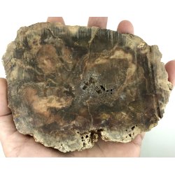 Forstenet tr skive-23