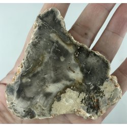 Forstenet tr skive-8