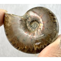 Ammonit opaliseret-10