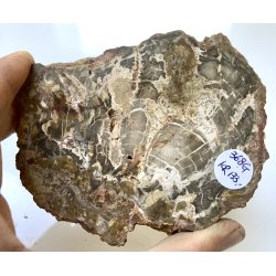 Forstenet tr skive-11