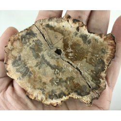 Forstenet tr skive-15