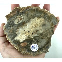 Forstenet tr skive-20