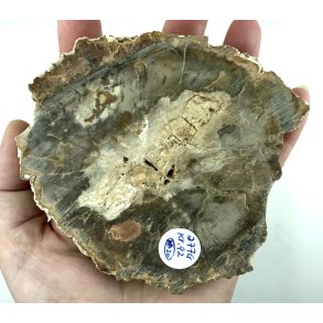 Forstenet tr skive-20