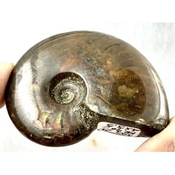 Ammonit opaliseret-9