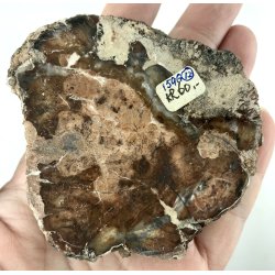 Forstenet tr skive-12