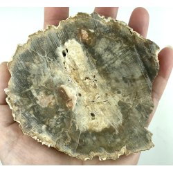 Forstenet tr skive-20