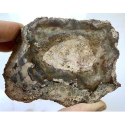 Forstenet tr skive-19