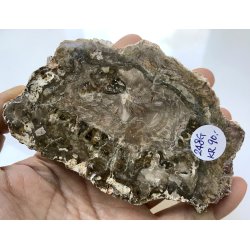 Forstenet tr skive-6