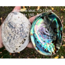 Abelone skal. Ca.10-11cm. 