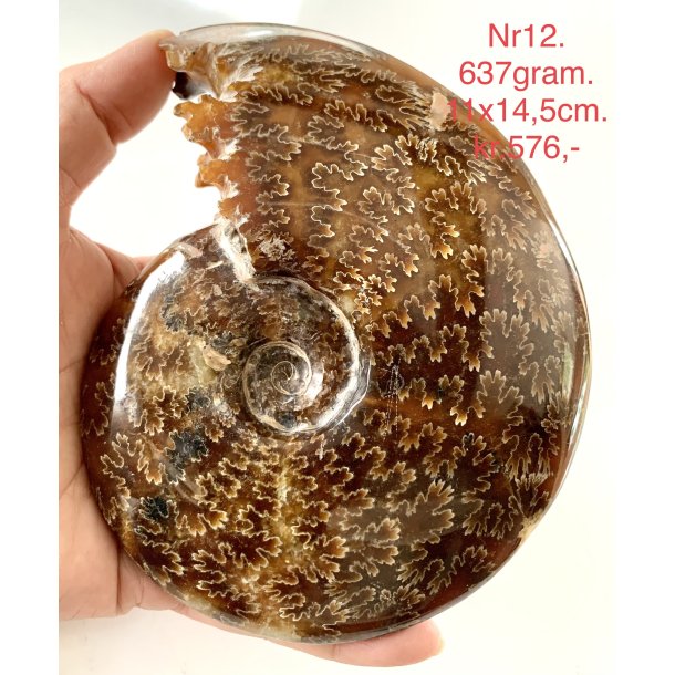 Ammonit-12
