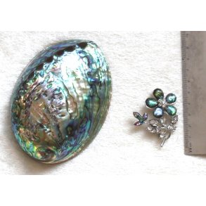 brocher-6, abelone borcher, ca. 5mm 