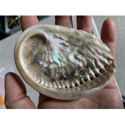 Natur r abelone skal. Ca.6x9cm. 