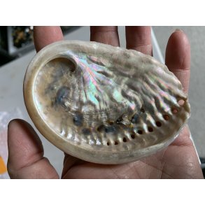 Natur r abelone skal. Ca.6x9cm. 