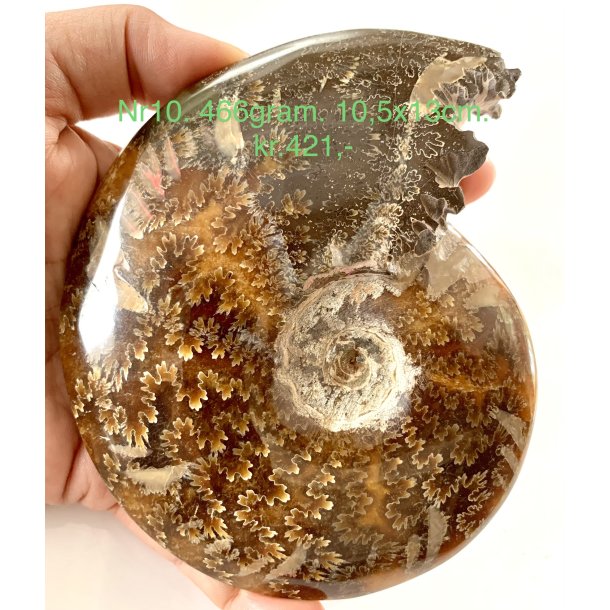 Ammonit-10