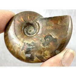 Ammonit opaliseret-15