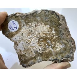 Forstenet tr skive-13