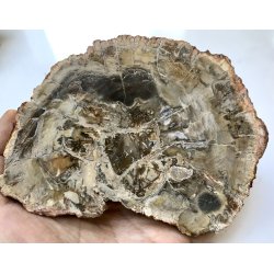 Forstenet tr skive-24