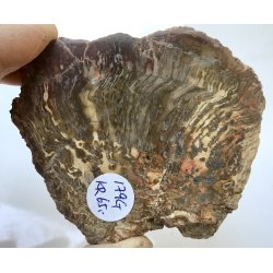 Forstenet tr skive-21