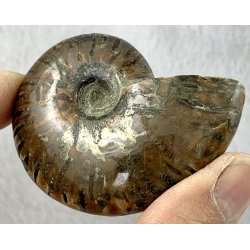 Ammonit opaliseret-20