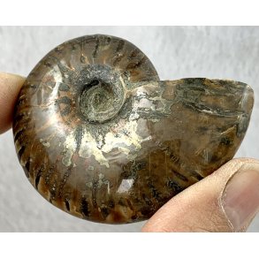 Ammonit opaliseret-20