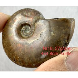 Ammonit opaliseret-18