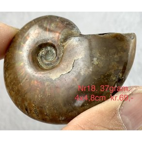 Ammonit opaliseret-18