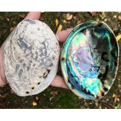 Abelone skal. Ca.10-11cm. 