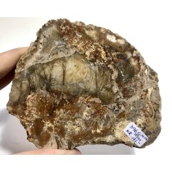 Forstenet tr skive-14