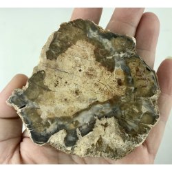 Forstenet tr skive-12