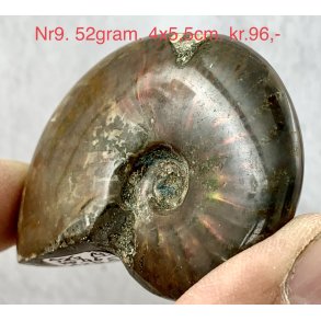 Ammonit opaliseret-9